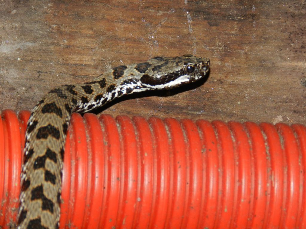 Vipera aspis francisciredi